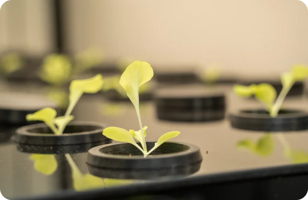 野菜（アップ）